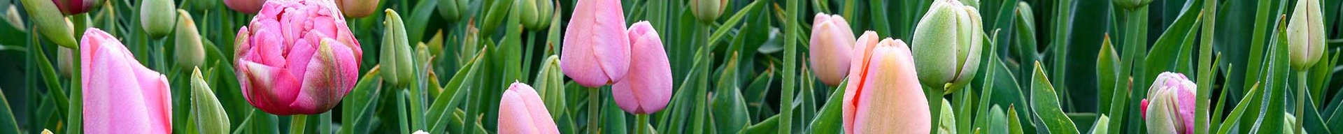 Et farverigt bed af tulipaner med forskellige nuancer af rosa, lyserød og gul. Nogle tulipaner er åbne, mens andre stadig er lukket. Grønne blade omkranser blomsterne, hvilket skaber en livlig og frodig atmosfære.